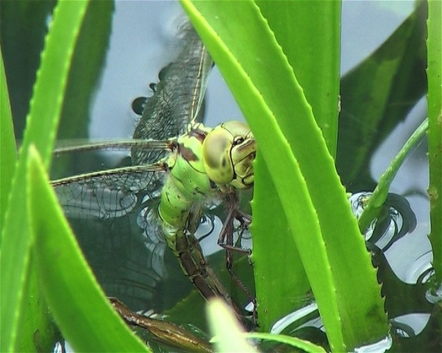 De zeldzame Groene glazenmaker
