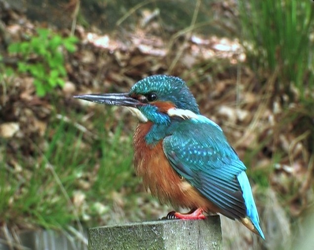 De ijsvogel: onweerstaanbaar mooi!