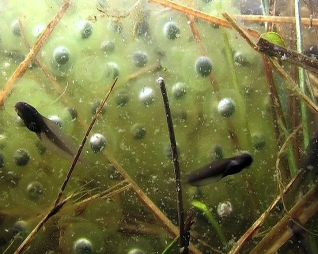 Voorjaar: kikkervisjes worden geboren