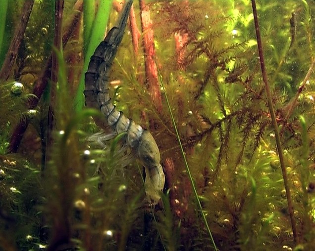 Larve van de watertor