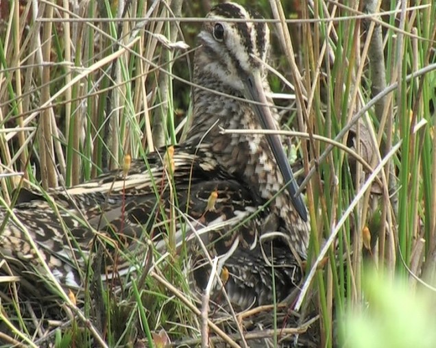 Watersnip in het beekdal Holmers Halkenbroek