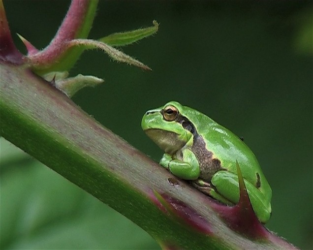 De boomkikker: inmiddels uit Drenthe verdwenen